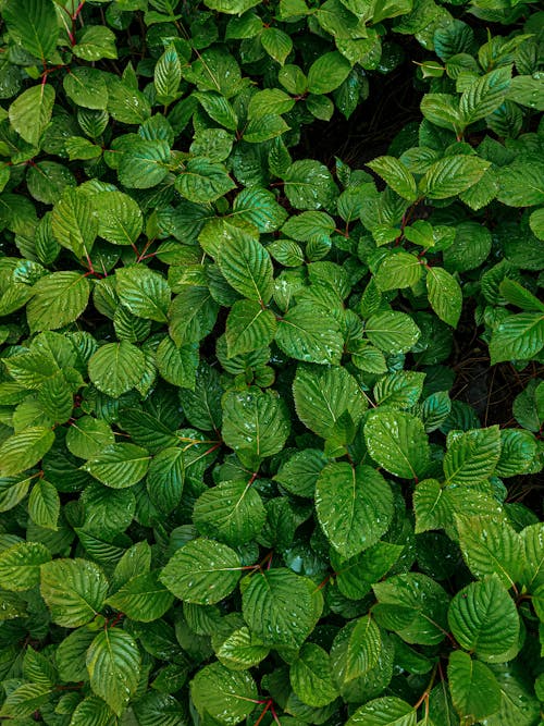 Photos gratuites de feuilles vertes, humide, humidité