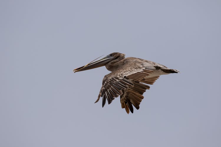 Brown Pelican Flying In The Sky
