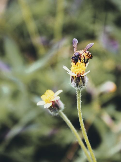 Free A detailed macro shot of a bee pollinating a tridax daisy in full bloom, captured outdoors during daylight. Stock Photo