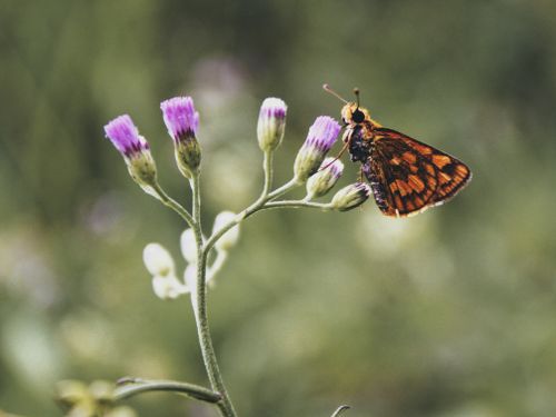 Free A vibrant butterfly perched on purple wildflowers, a perfect example of nature's beauty. Stock Photo