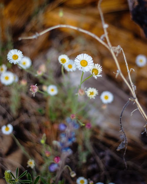 Foto d'estoc gratuïta de erigon divergens, estenent la puga, flor