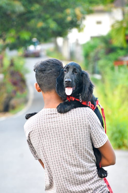 Foto d'estoc gratuïta de cocker-spaniel, company, d'esquena