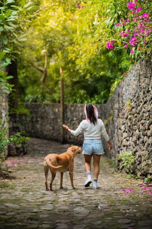 Free A girl walks her dog on a scenic stone pathway surrounded by lush greenery and flowers. Stock Photo