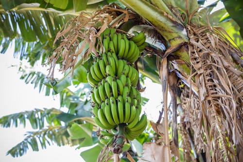 Free Green Banana Fruits on the Tree Stock Photo