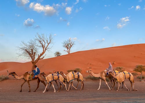 People Riding on Camels on Desert Under Blue Sky