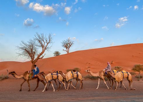 People Riding on Camels on Desert Under Blue Sky