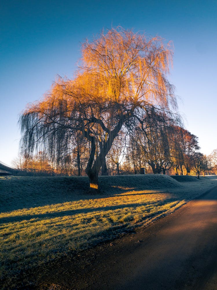 A Tree In Autumn