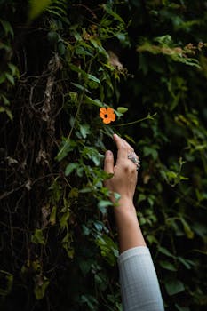 Black-Eyed Susan image