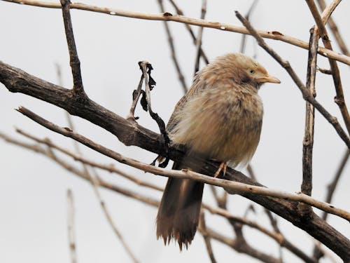 Ilmainen kuvapankkikuva tunnisteilla eläin, jungle babbler, kyyhöttävä