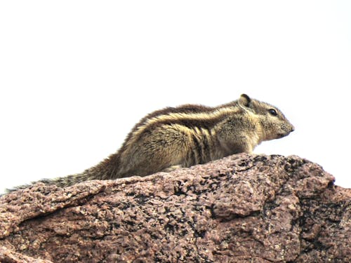 Kostenlos Kostenloses Stock Foto zu eichhörnchen, fels, nagetier Stock-Foto