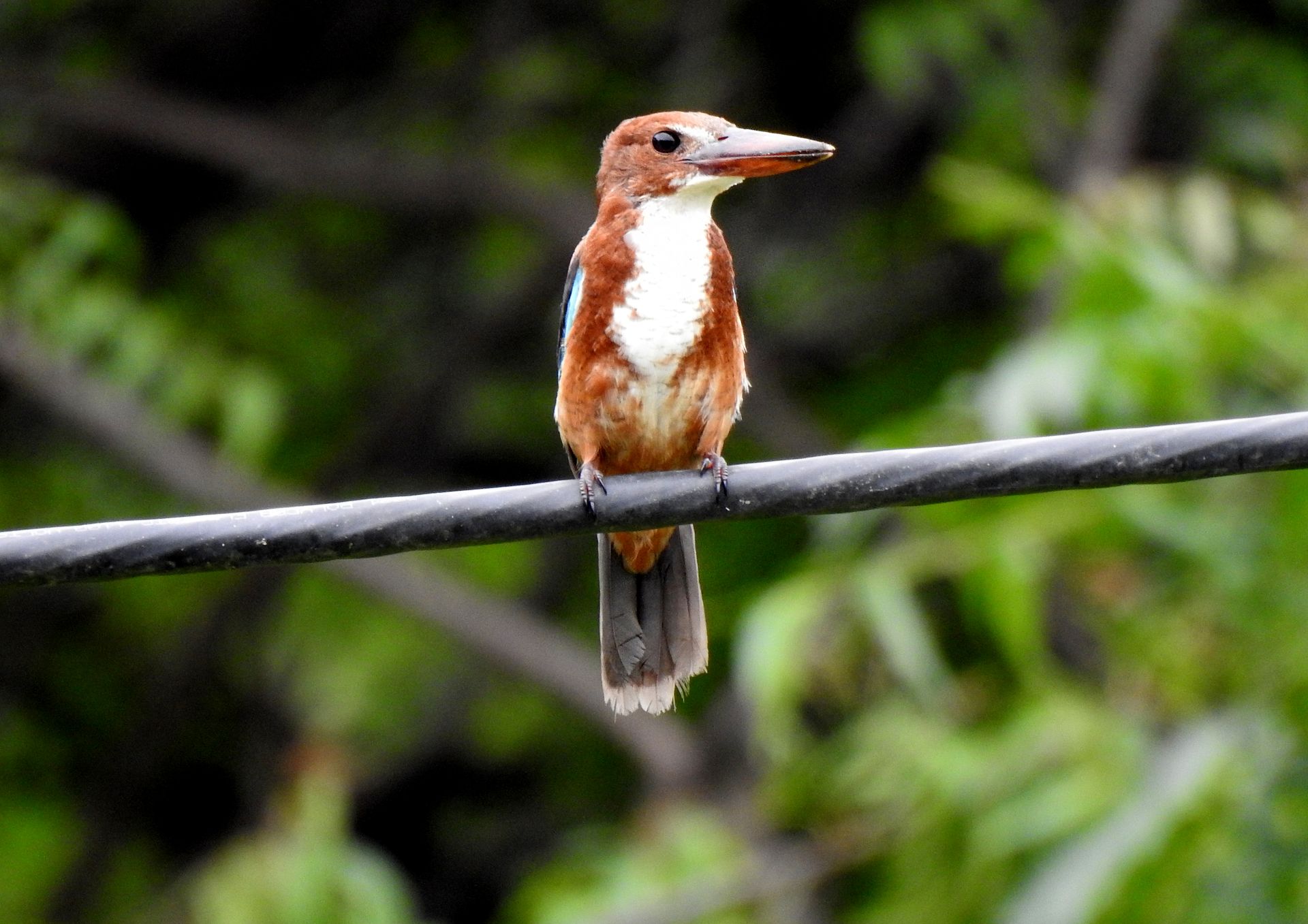 Close-up of a White-throated Kingfisher perched on a wire amidst greenery.
