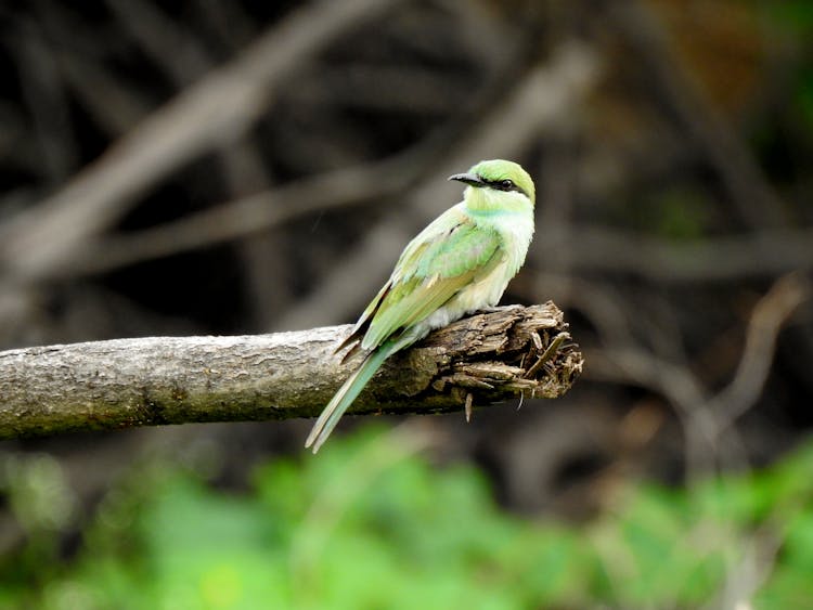 Close-Up Shot Of An Asian Green Bee-Eater Bird Perched On The Branch
