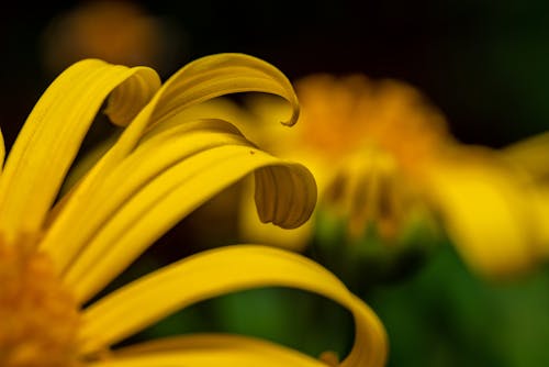 Close-up Photo of Yellow Petals