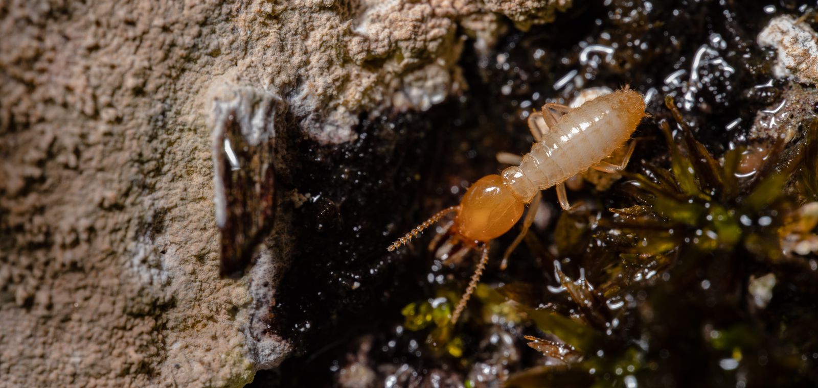 Close-up of a termite on wood
