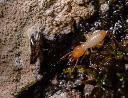 Close-up of a termite on wood