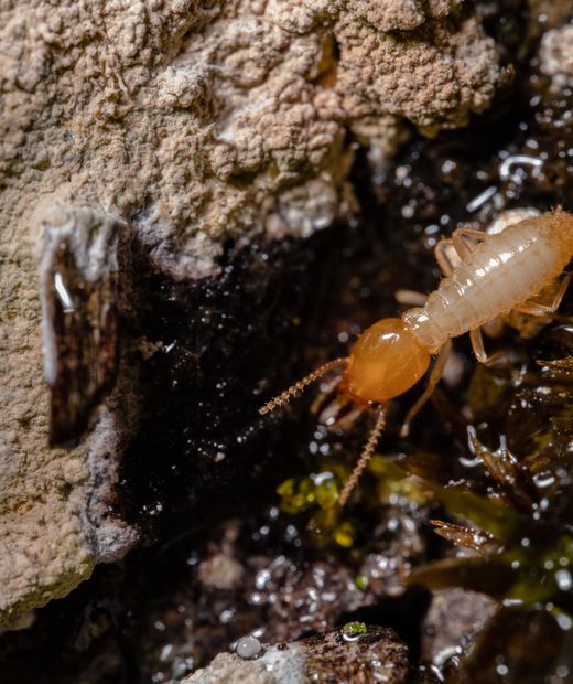 Close-up of a termite on wood