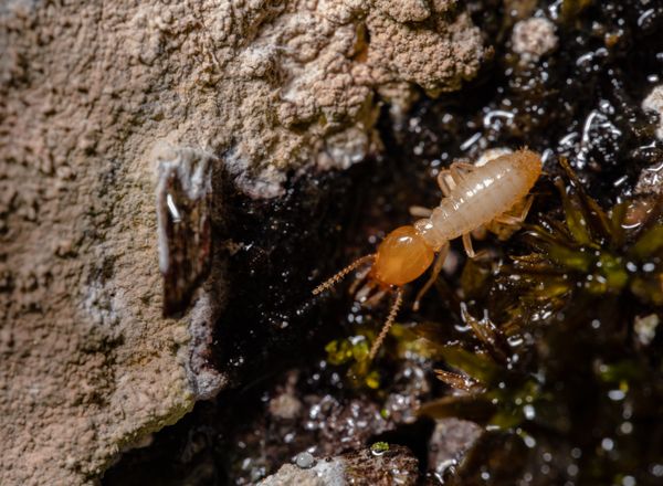 Close-up of a termite on wood