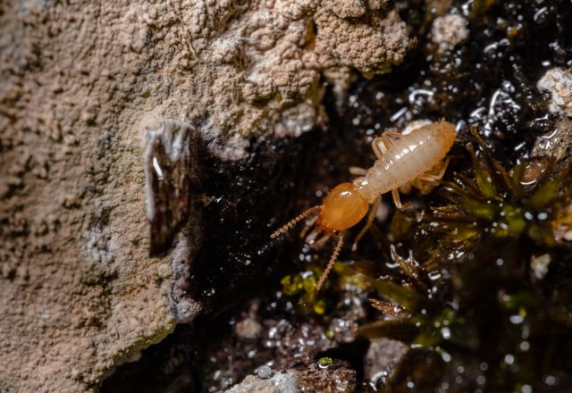 Close-up of a termite on wood
