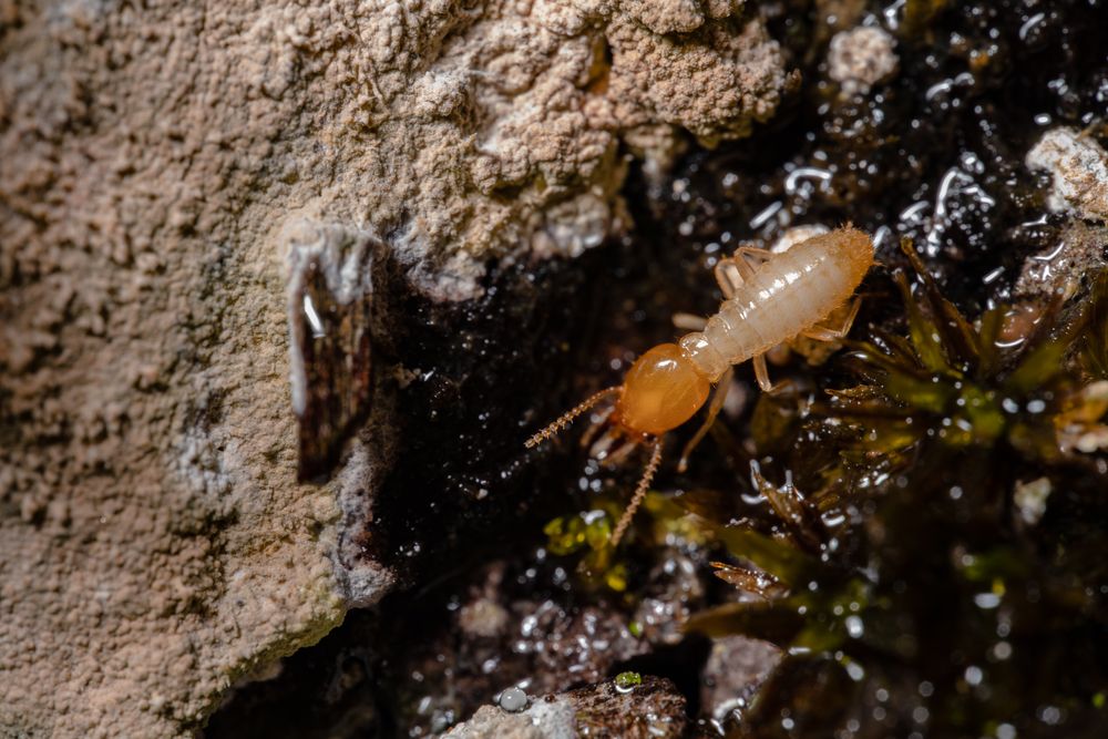 Macro photograph of a termite on wood, illustrating termite activity that can affect Wheeling properties