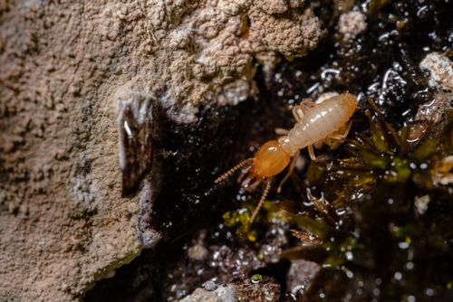 Termite on wood, a common pest treated with termite treatment