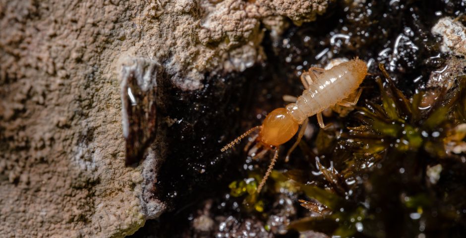 Macro shot of a termite on wood — termites cause significant structural damage to Selangor homes