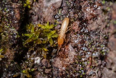 Termite sur écorce d'arbre en macrophotographie — traitement termites à Biarritz