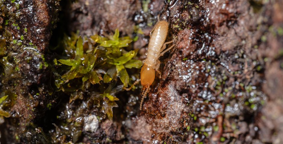 Macro shot of a termite — the winged version is what swarms around lights as kelkatu