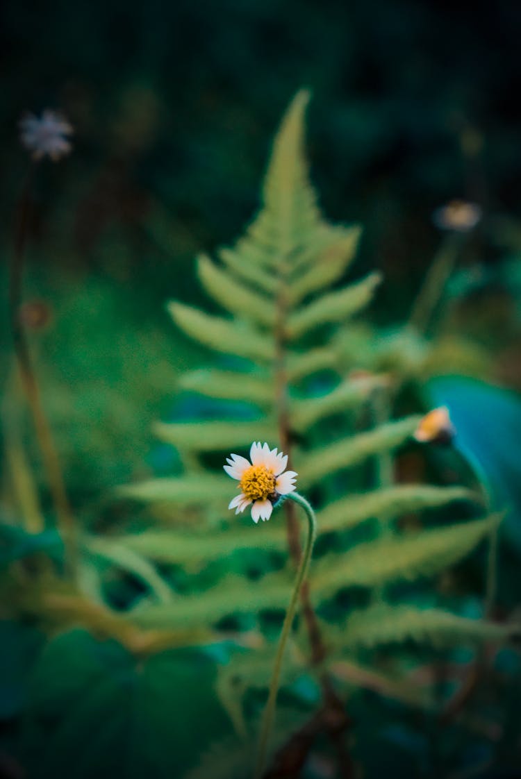 A Tridax Daisy In Bloom