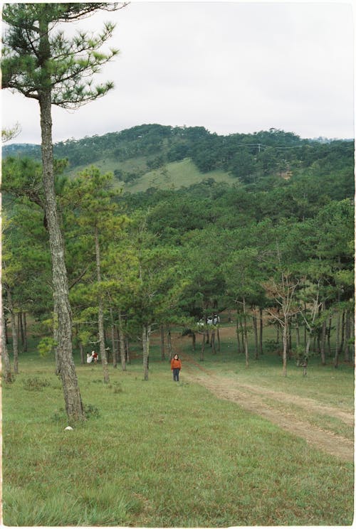나무, 사람, 서 있는의 무료 스톡 사진