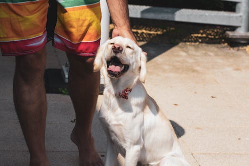 бесплатная Короткошерстная собака палевого окраса рядом с человеком Стоковое фото