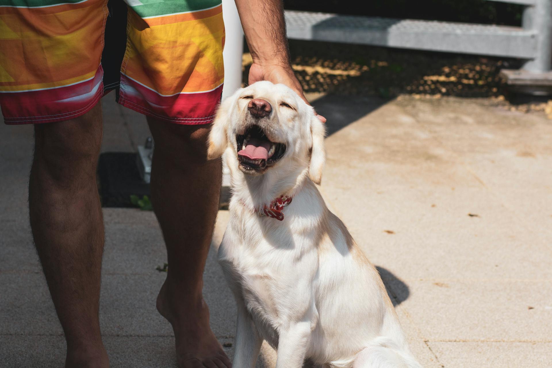 Short-coated Fawn Dog Beside Man