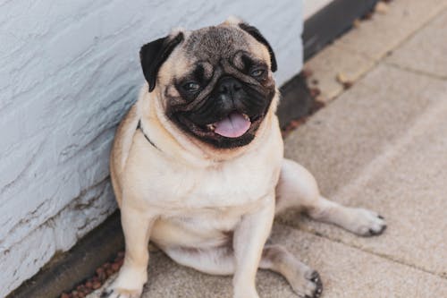 Free Tired Pug Resting on Floor Stock Photo