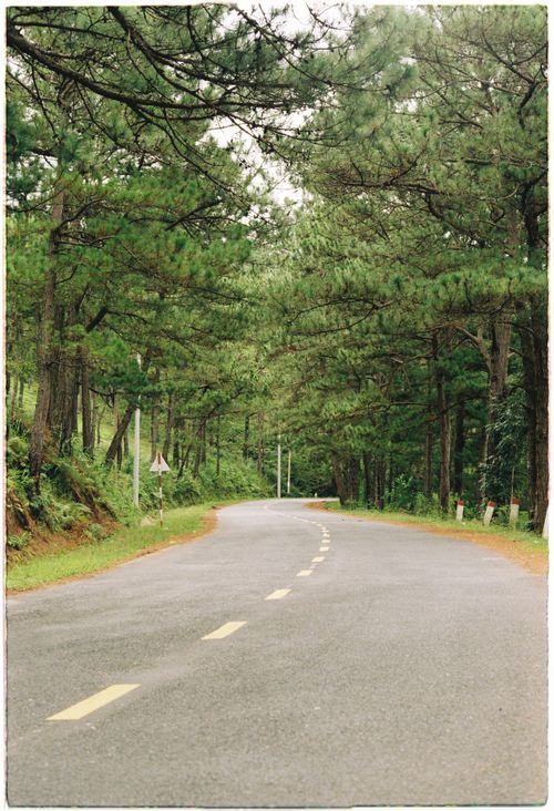 Free Peaceful forest road winding through lush trees, perfect for a scenic drive. Stock Photo
