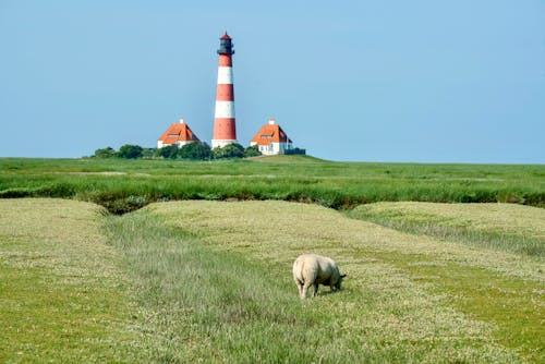 Free Brown Cow on Green Grass Field Near Red and White Lighthouse Stock Photo