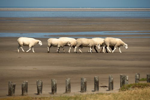 Безкоштовне стокове фото на тему «берег, вівці, стадо»