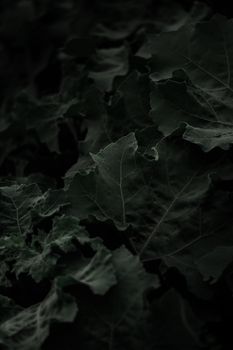 Dark and moody close-up of kale leaves showcasing their rich green color and texture.