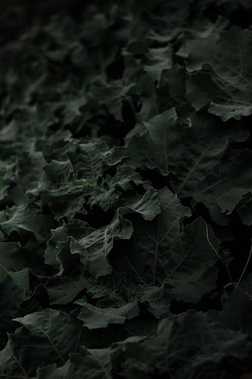 A Close-Up Shot of Green Leaves of a Plant