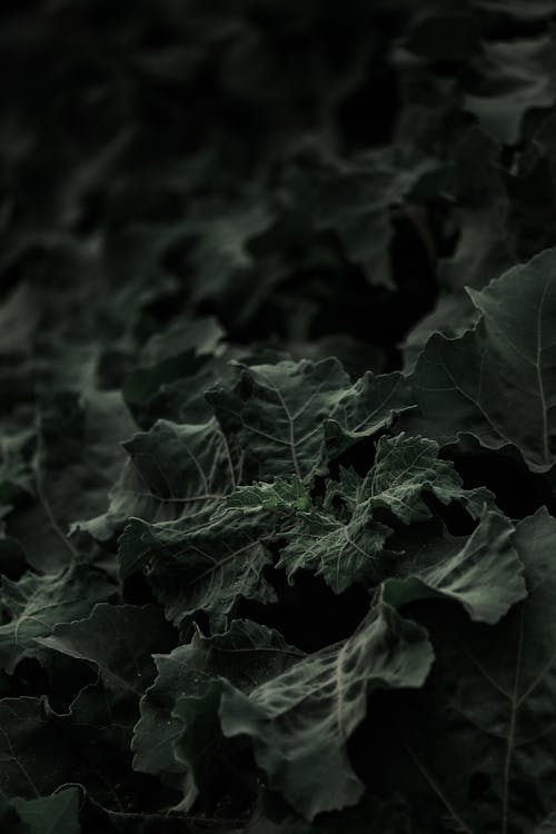 A Close-Up Shot of Green Leaves of a Plant