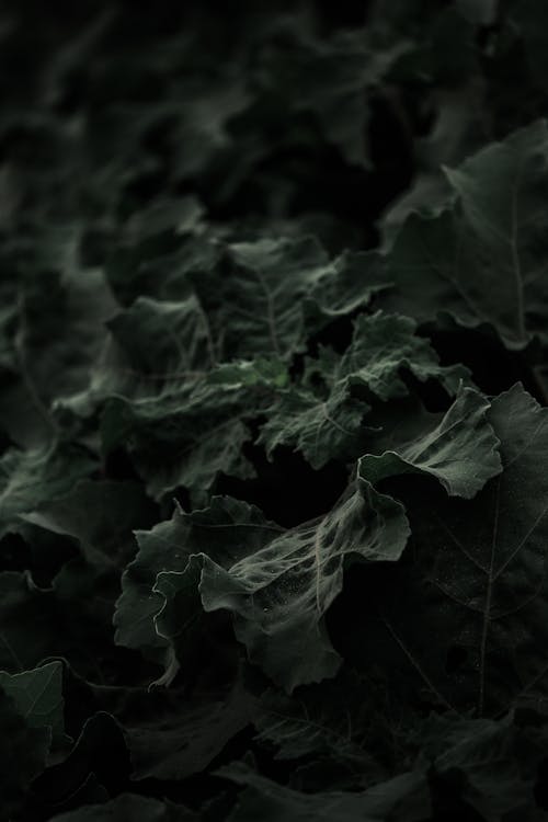 Free Green Leaves in Grayscale Photography Stock Photo