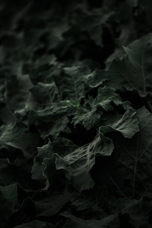 Photograph of Dark Green Leaves