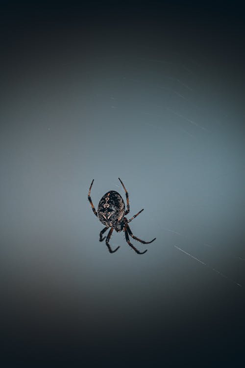 A Close-Up Shot of a Gray Cross Spider