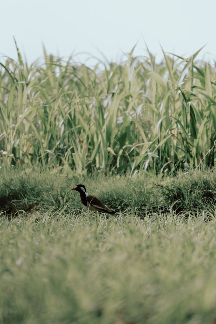 A Red-Wattled Lapwing Bird On A Field