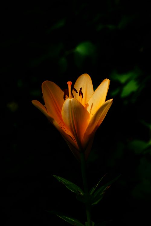 Free A striking orange lily beautifully lit against a dark background, capturing nature's elegance. Stock Photo