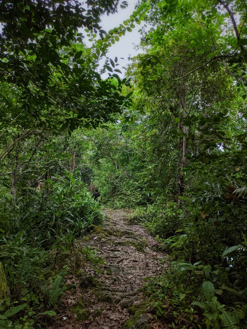 Free stock photo of beauty of nature, forest, rainforest