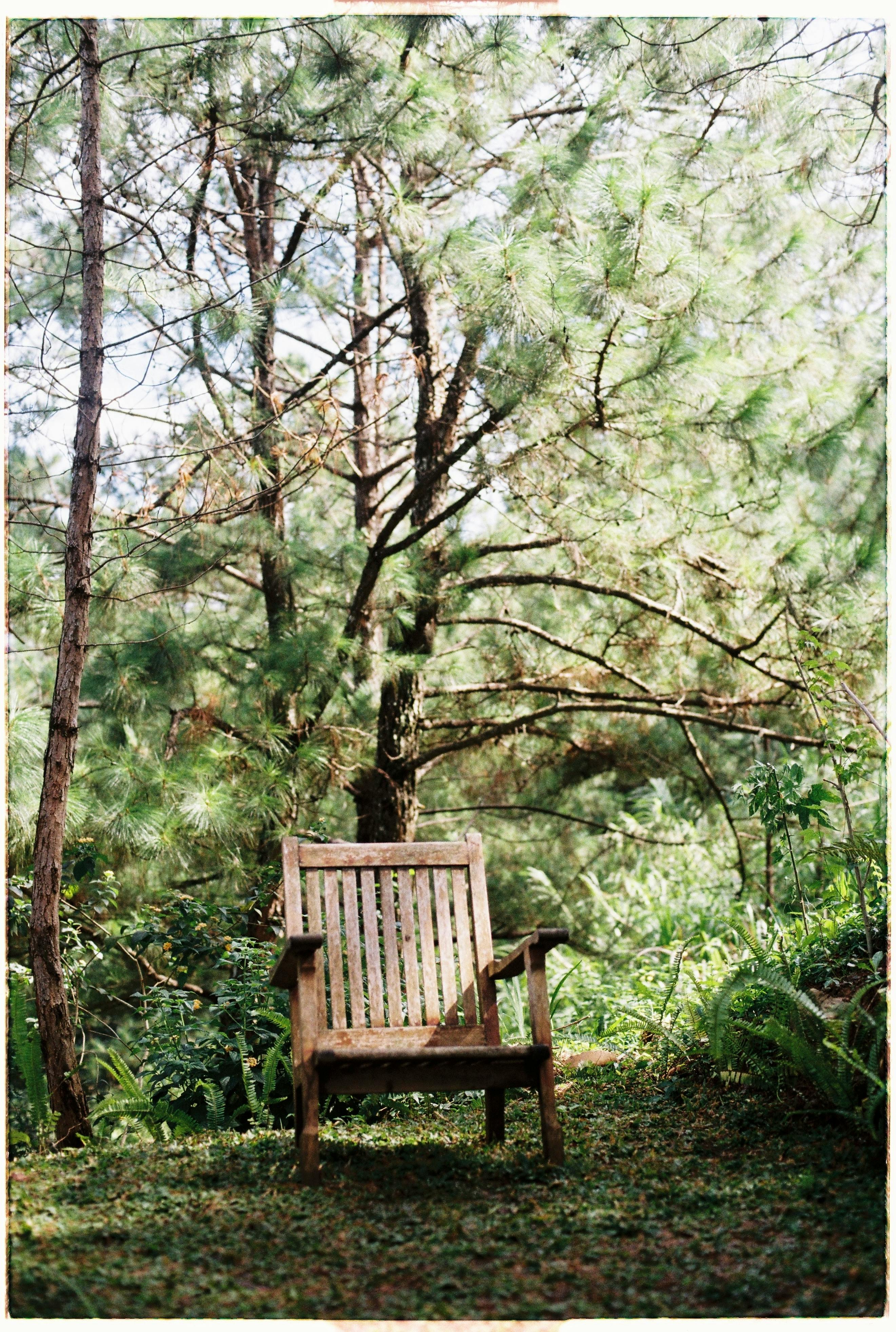 A solitary wooden chair amidst dense, lush forest greenery, capturing nature's serene beauty.