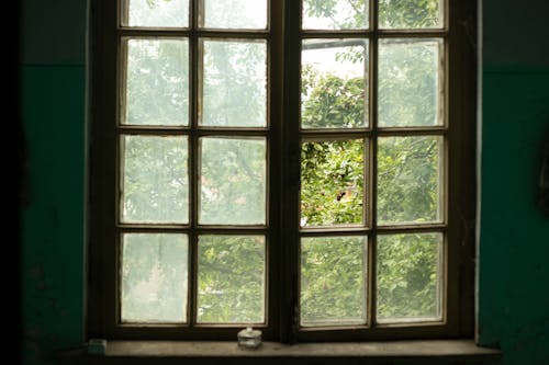 Бесплатное стоковое фото с грязный, деревья, окна