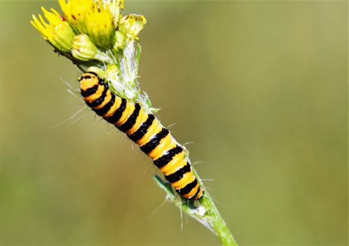 caterpillar of a Cinnabar moth
