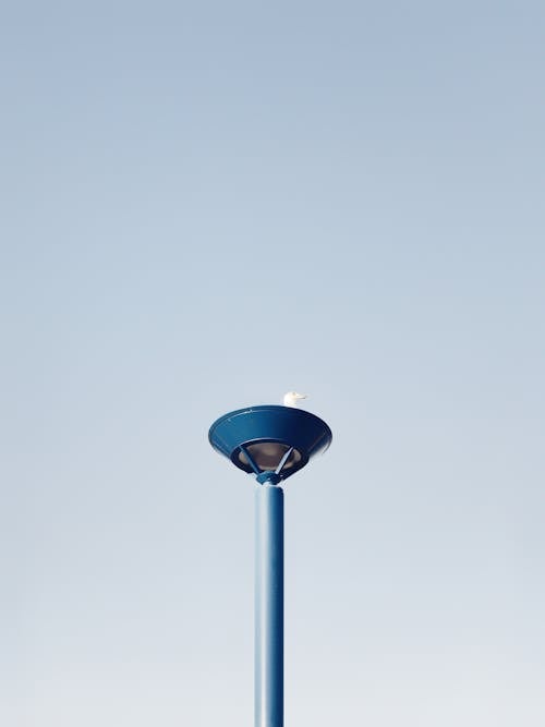 Low Angle Photo of Ring-billed Gull Perching on Blue Metal Stand