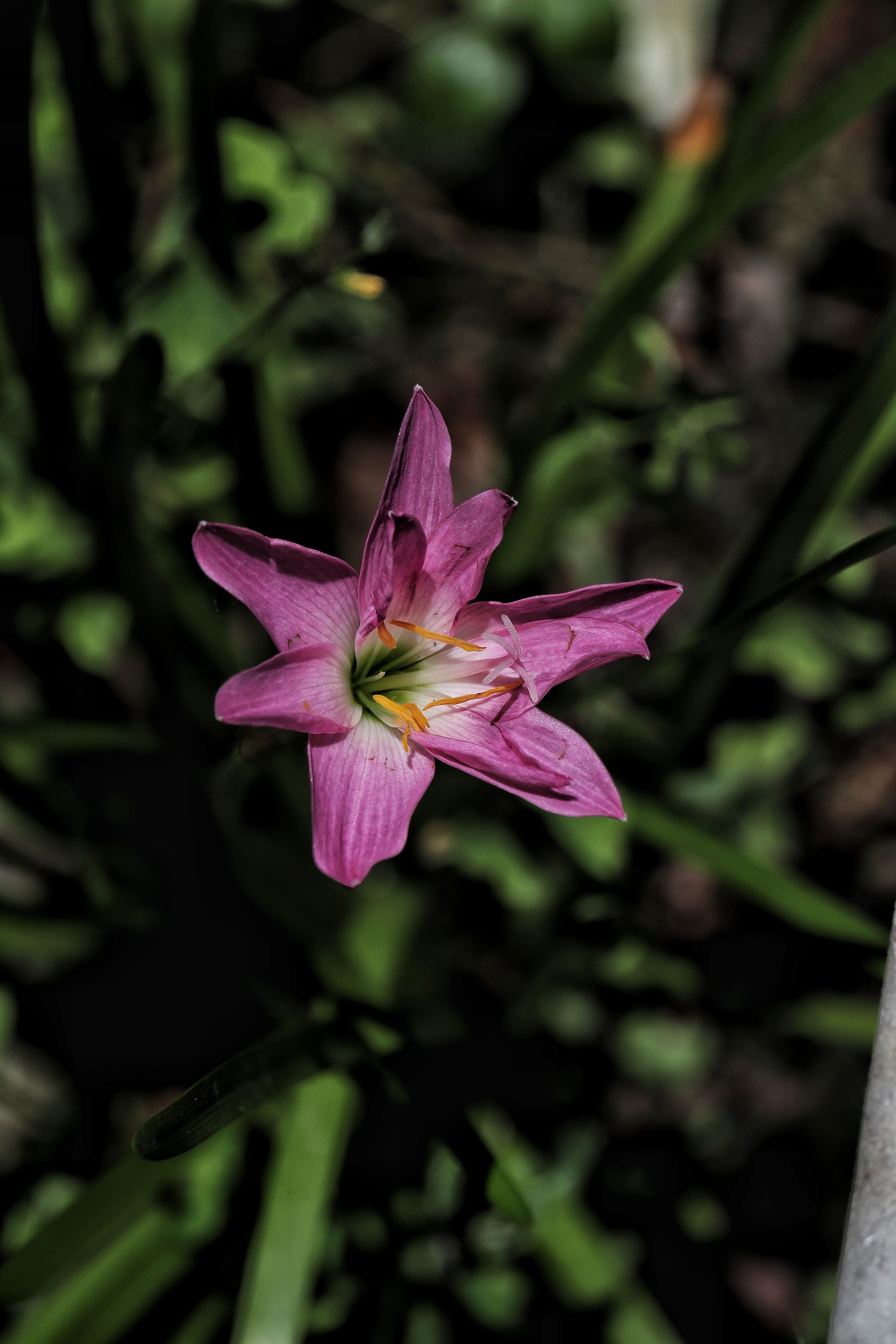 Pink Rain Lily in Bloom · Free Stock Photo