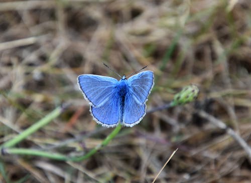 Close-Up Shot of a Common Blue Butterfly